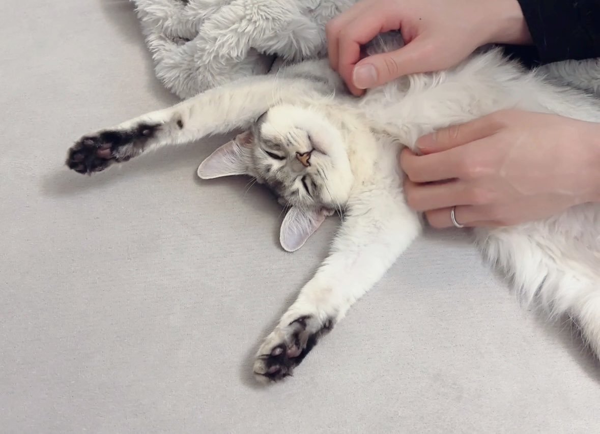 ばんざいする猫