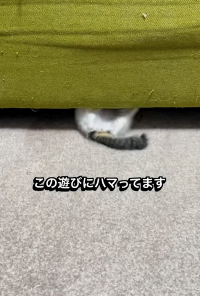ソファ下に入る子猫