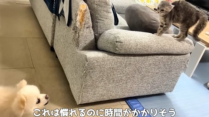 犬に向けて威嚇する子猫