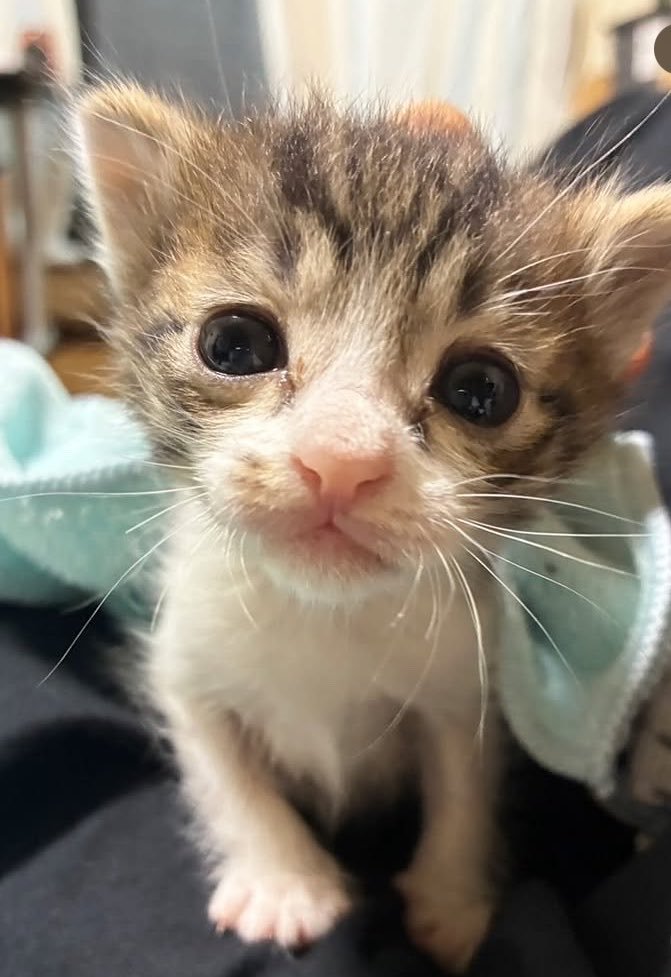 子猫の顔