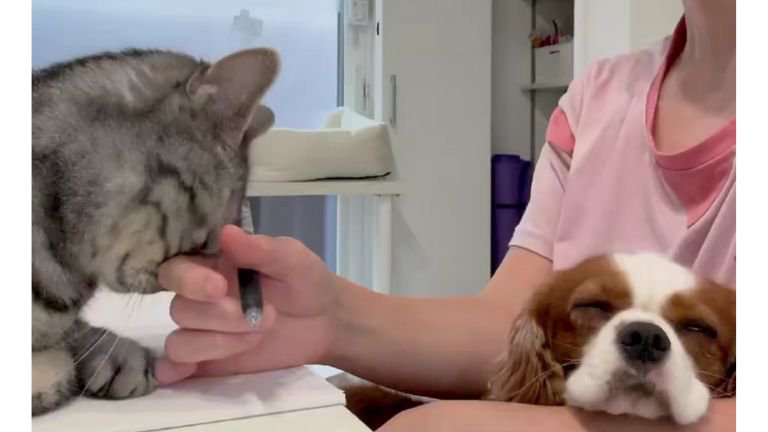 犬を抱っこしている女性と猫