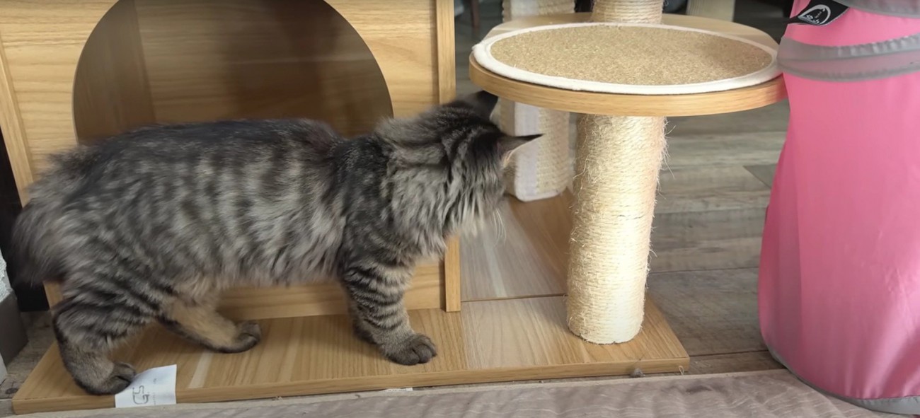 遊んでいる子猫たち