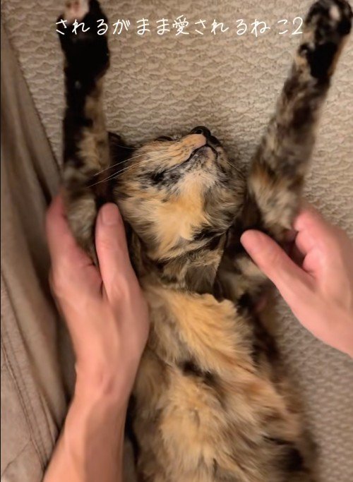 仰向けに寝ている猫