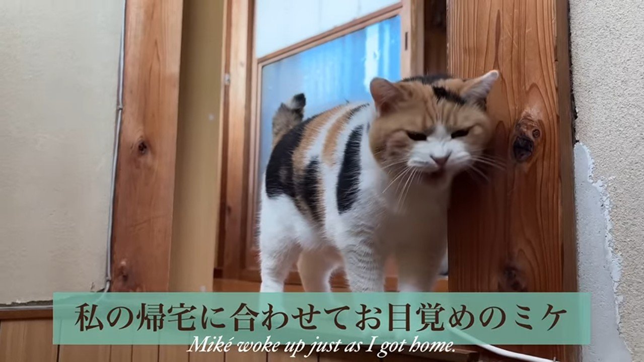 ニャッ