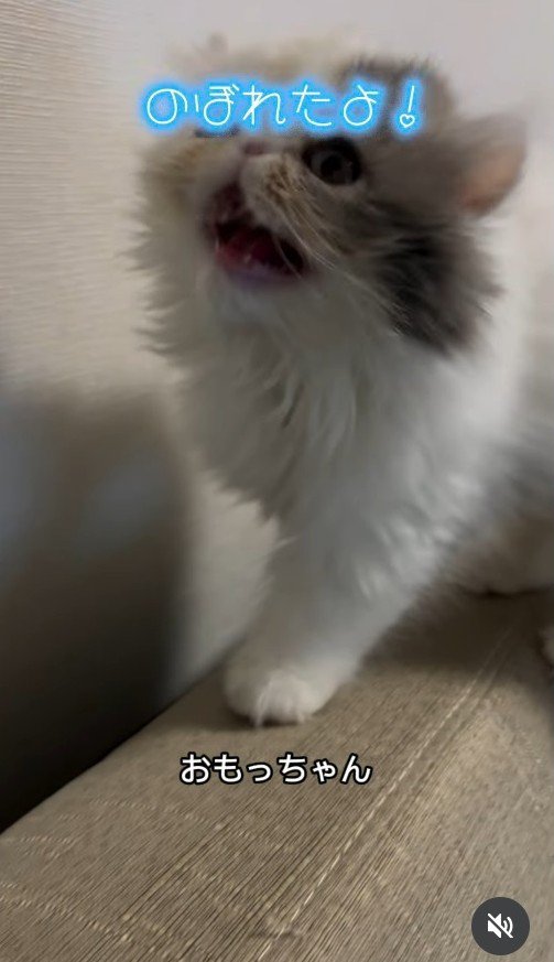 ソファで飼い主に向かって鳴く子猫