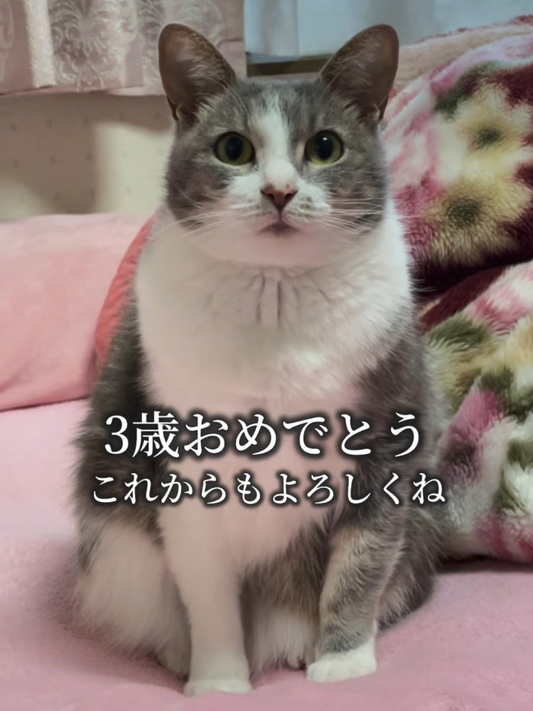 座る猫