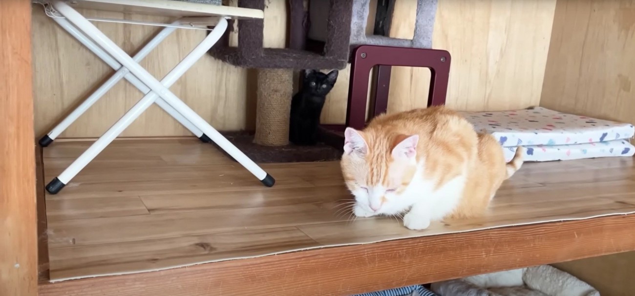 押し入れにいる成猫と子猫