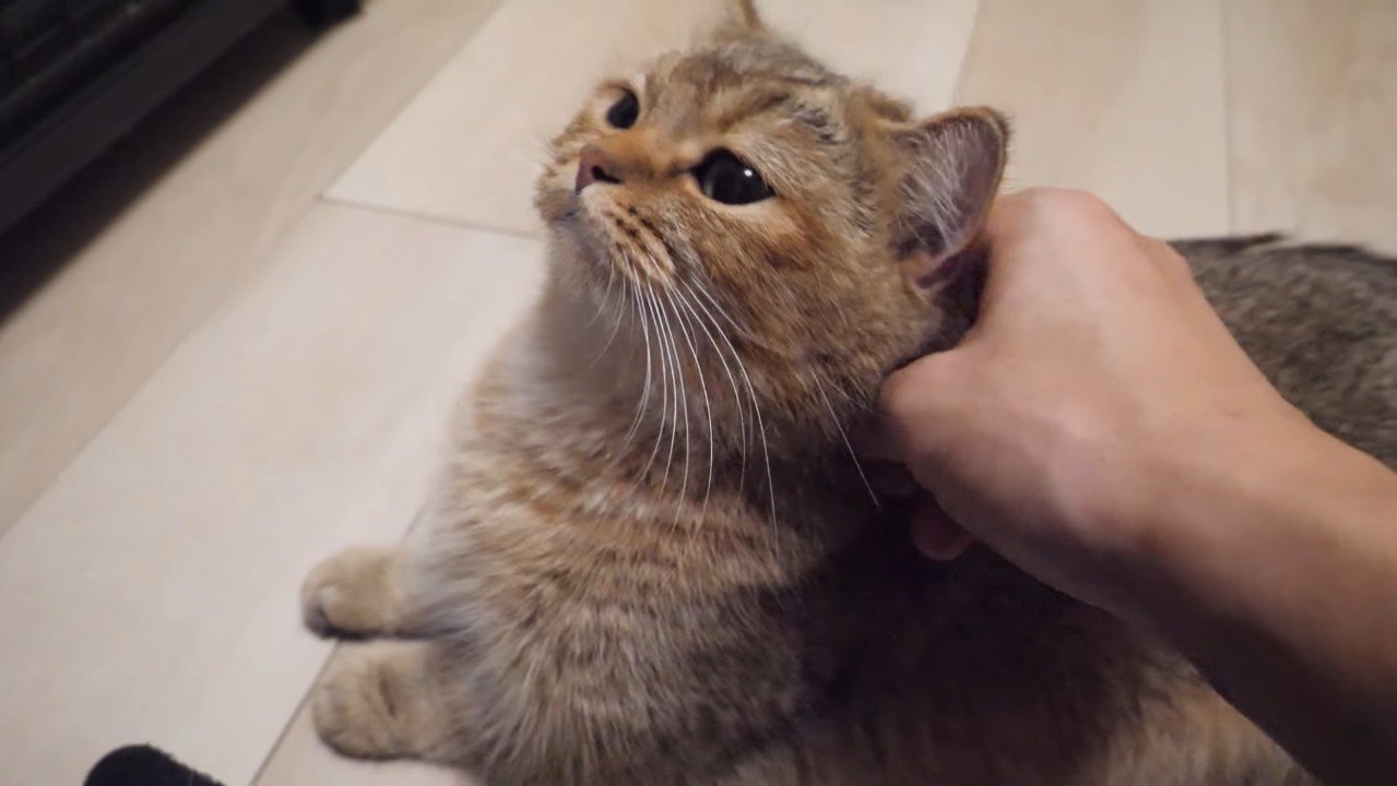 ママ猫をなでなで