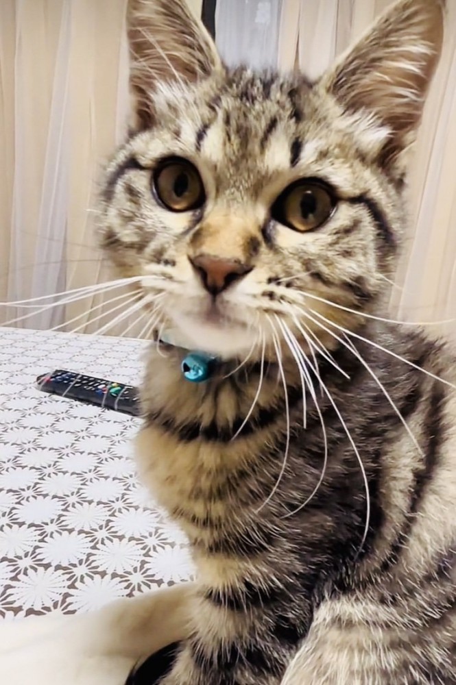 テーブルの上でカメラ目線の子猫