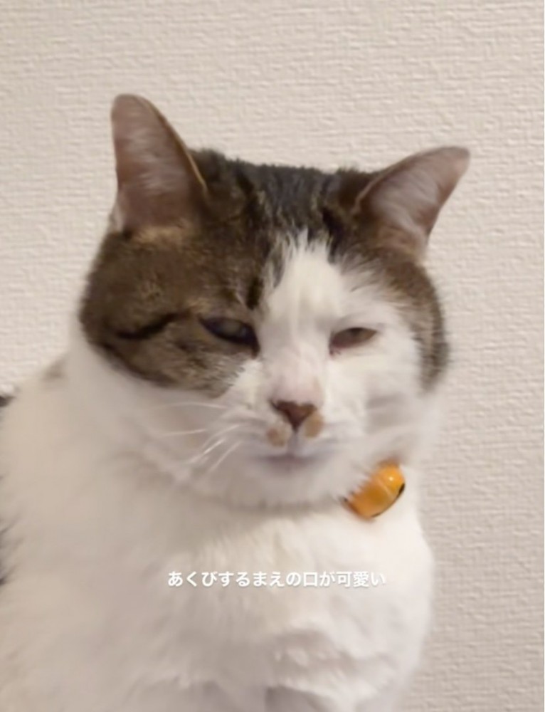 振り返る猫