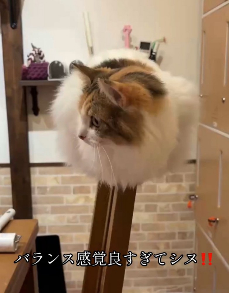 背もたれに乗る猫