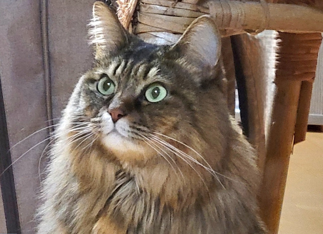 上を見つめるたぬくん