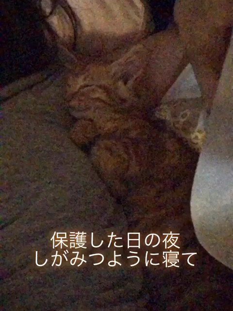 人にしがみついて寝る子猫