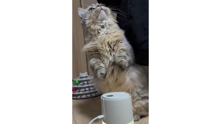 加湿器と猫
