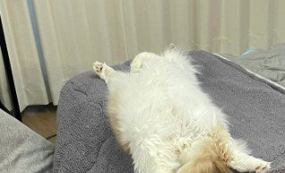 布団の上で眠る猫