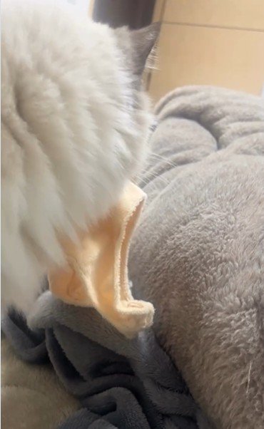 おもちゃを咥えている猫