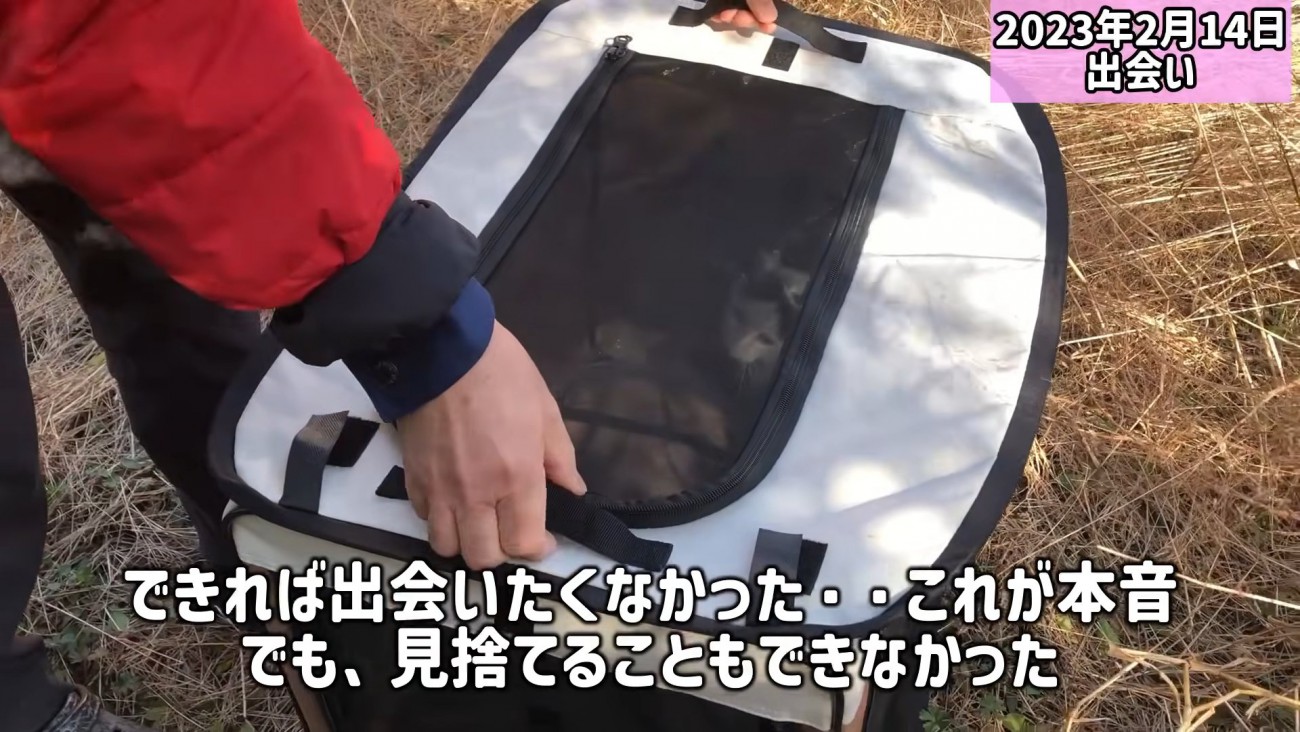 ソフトケージの中にいる猫