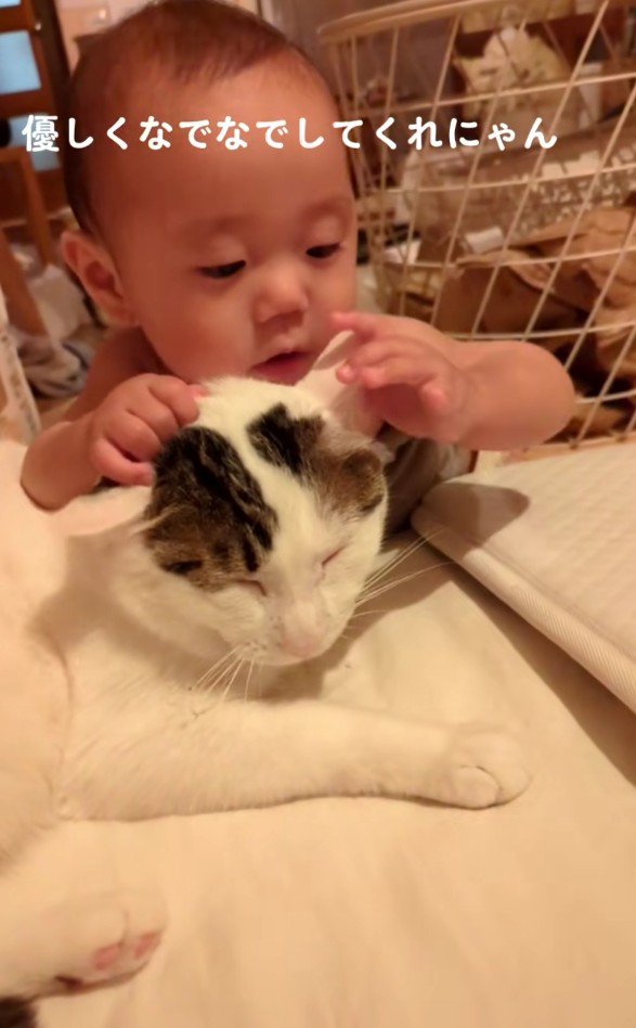 猫を触る赤ちゃん