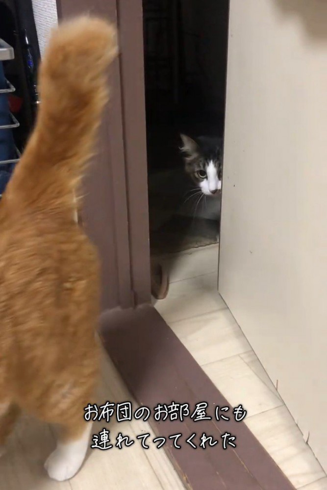 ドアの入口にいる猫