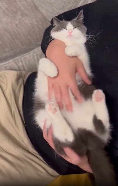 お腹を撫でられる猫