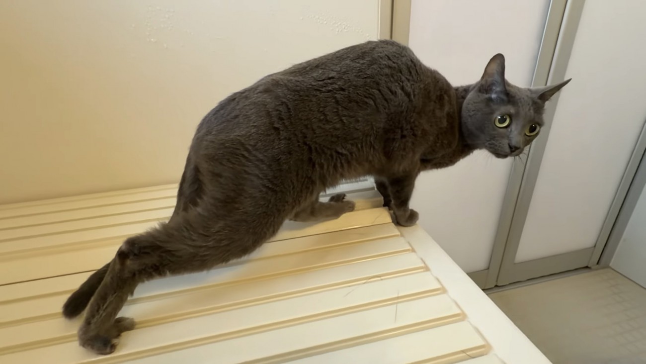 絶望する猫の写真