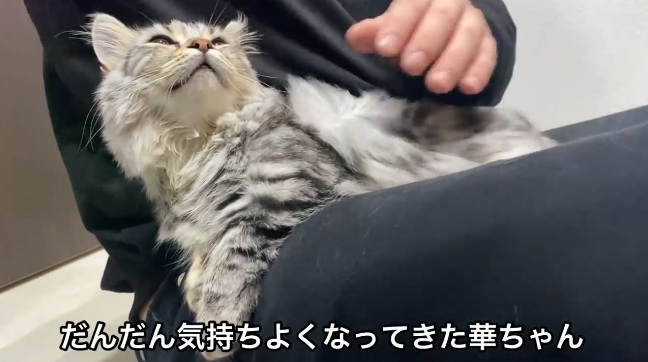 膝の上でドライヤーされる猫