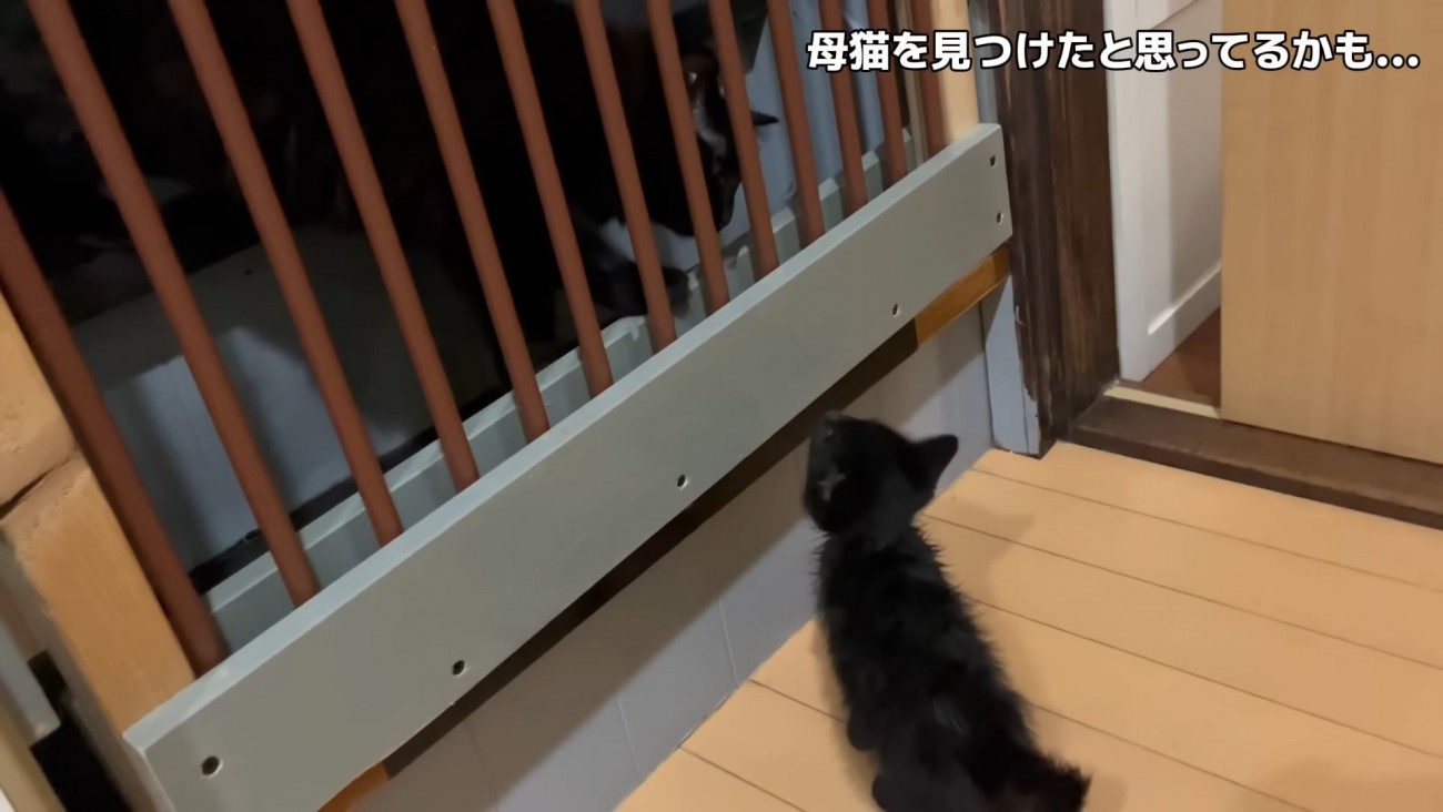 柵越しの成猫を見る子猫