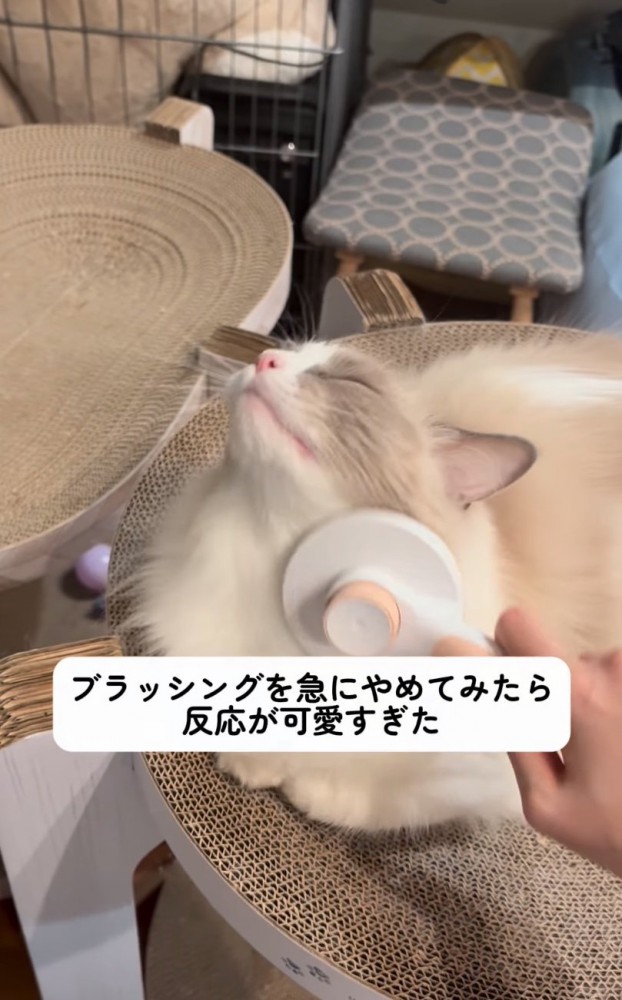 目を瞑る猫