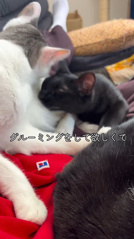 キジ白猫のそばに寝転がる黒猫