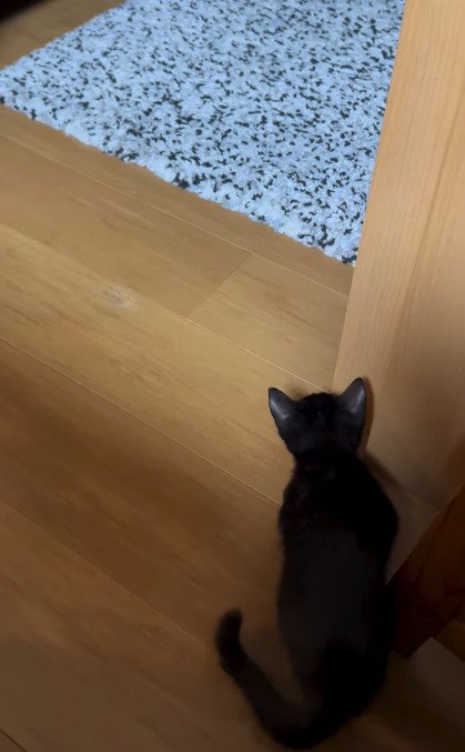 柱に隠れる子猫