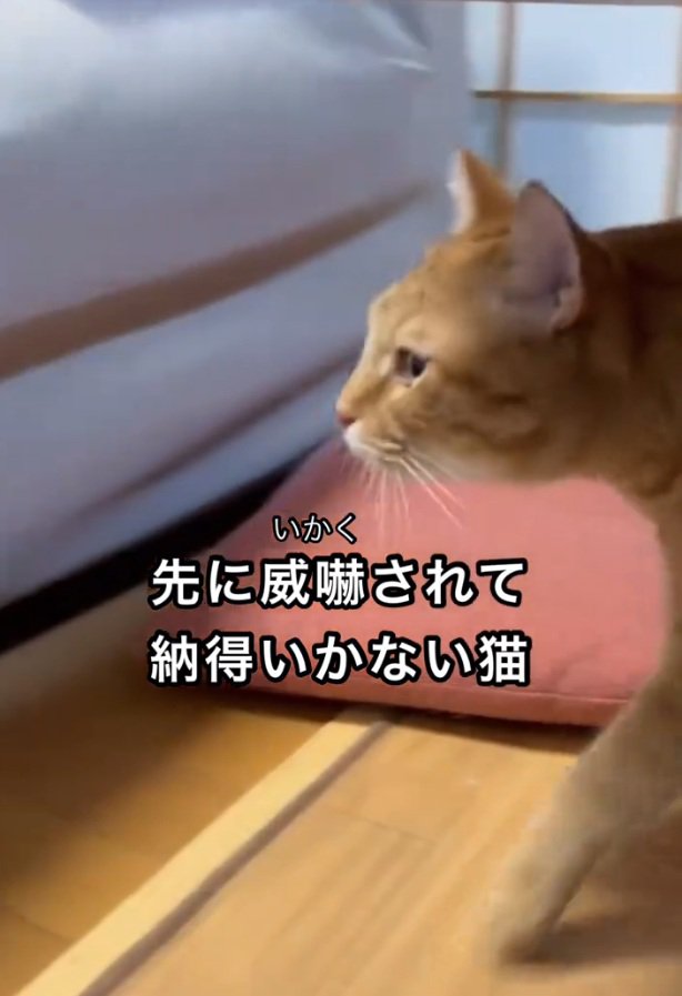 歩く猫