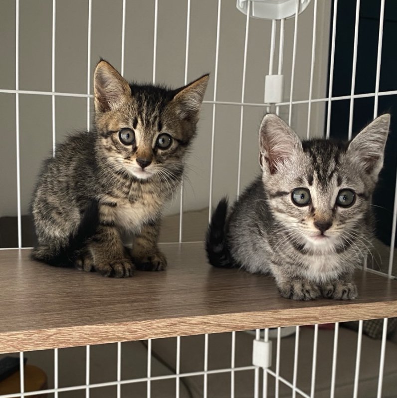 ケージの中で横並びになっている2匹の子猫