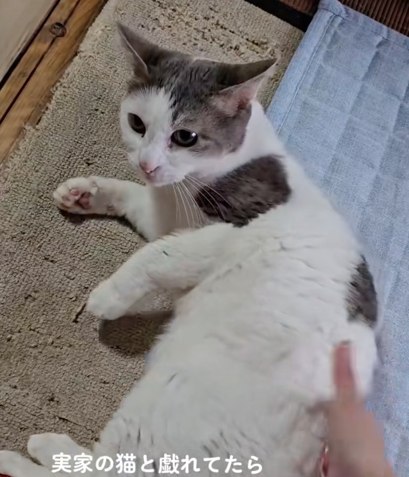 猫と戯れる