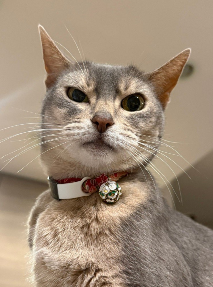 見下ろしている猫