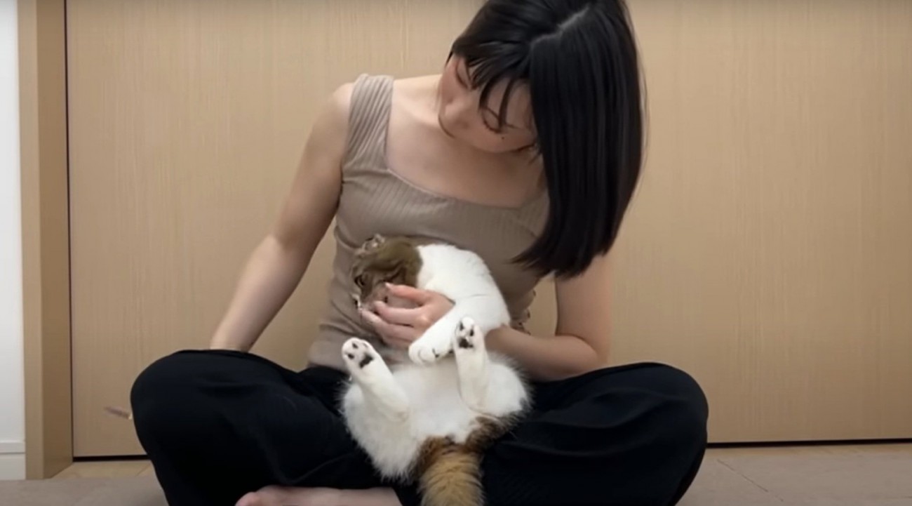 爪を切られる猫