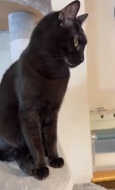 目をそらす黒猫