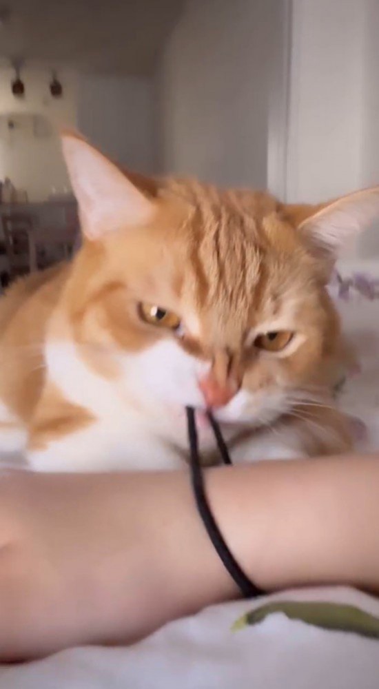 飼い主の腕についていた髪ゴムを引っ張る猫