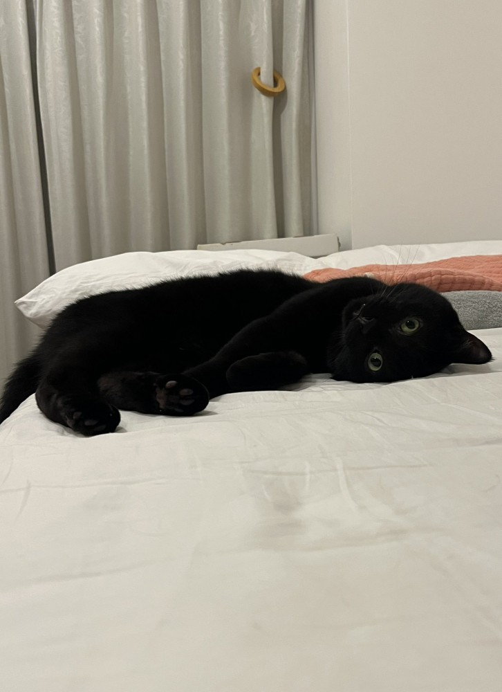 ベッドに横たわってカメラを見る猫