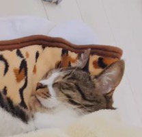 眠っている猫の顔