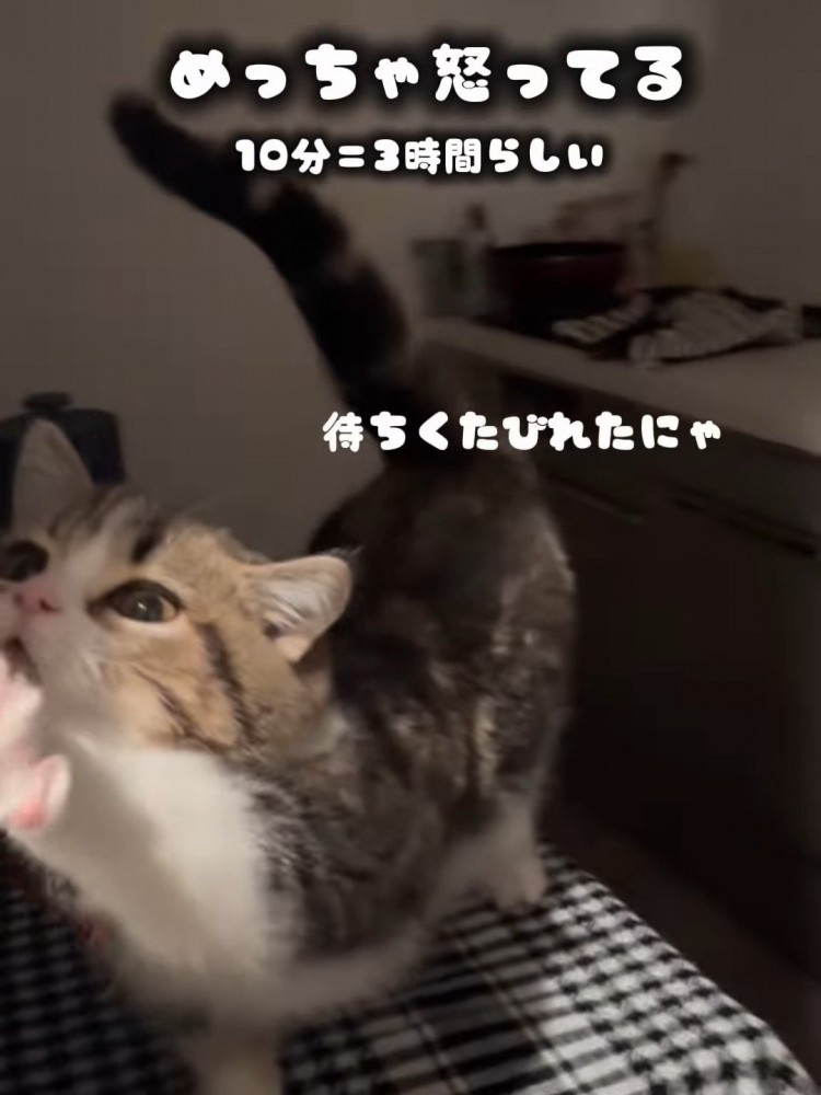 伸びをする猫