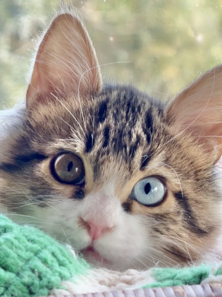 オッドアイの猫