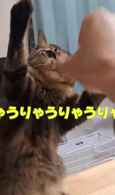 友人と戯れる猫