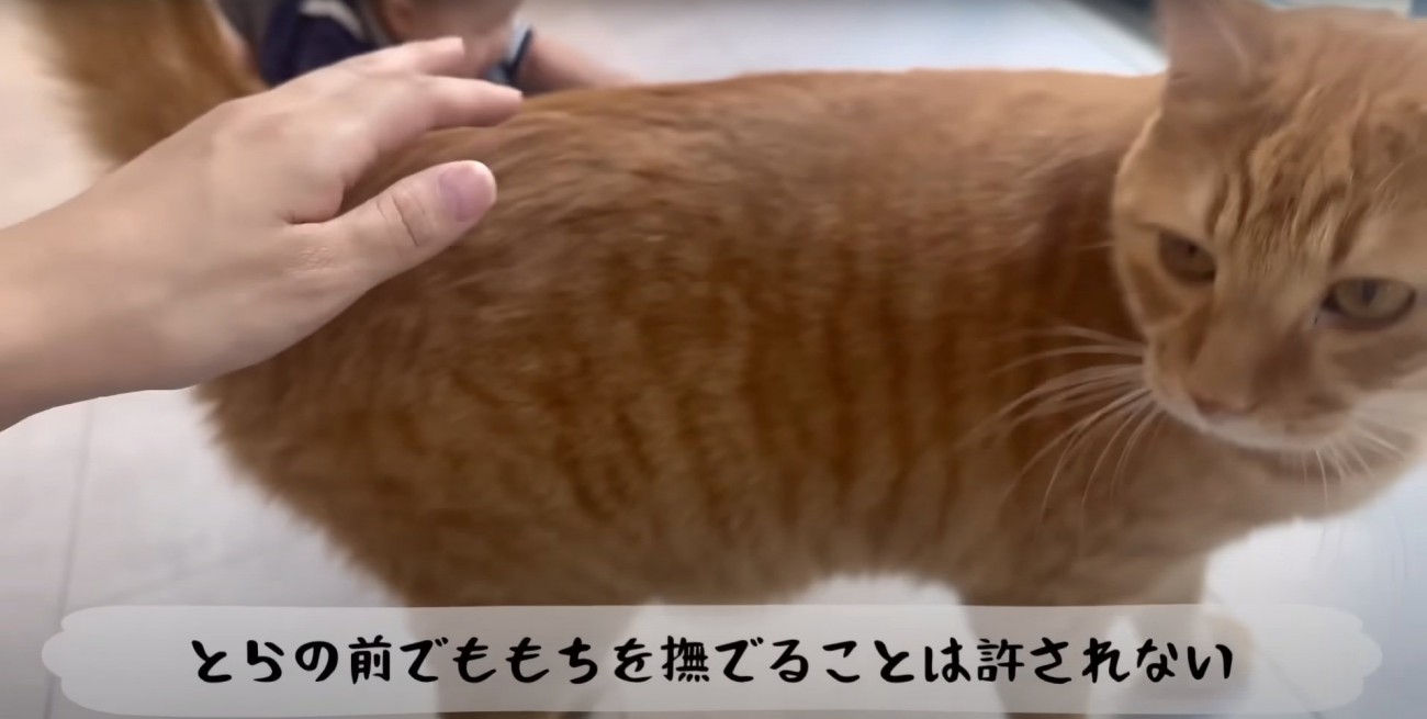 怒る猫