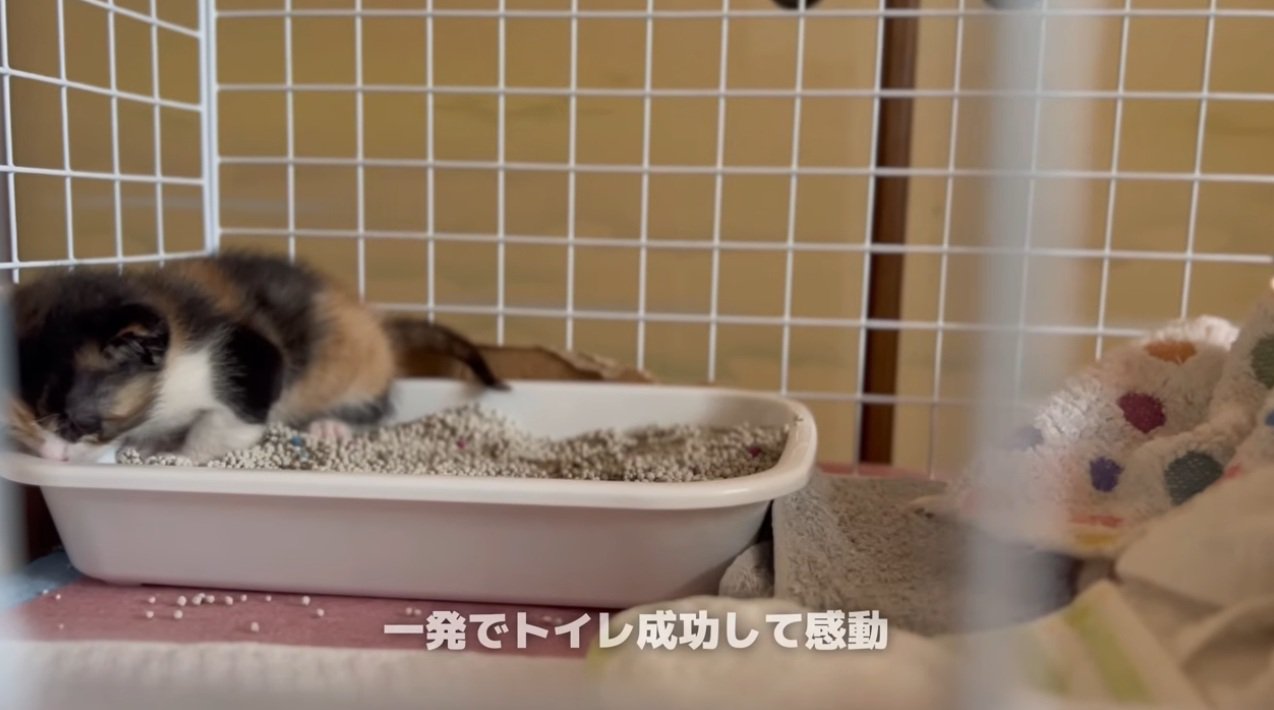 トイレで用を足す子猫