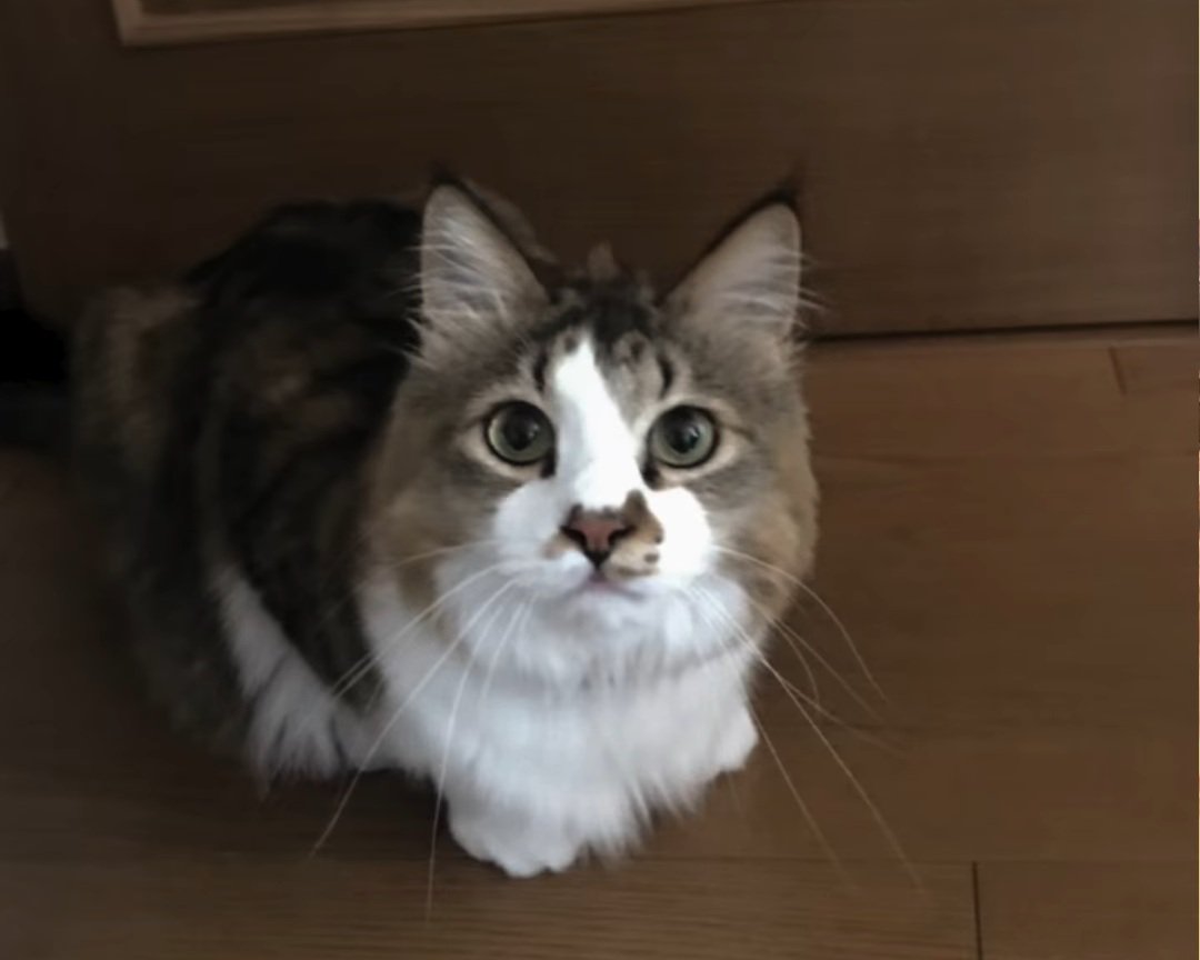 カメラ目線の猫