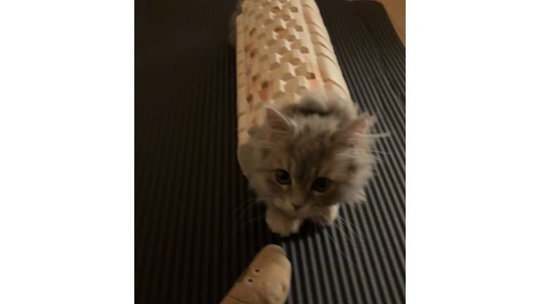 室内にいる猫