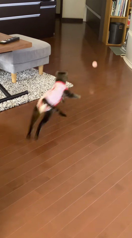 ボールを追いかける猫