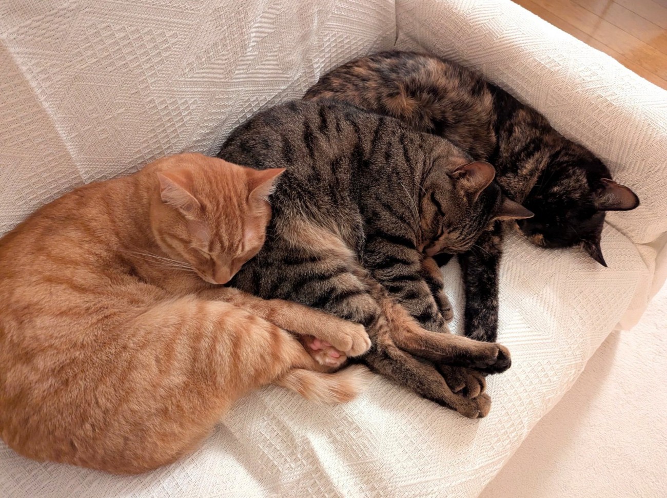 3匹並んで眠る猫たち