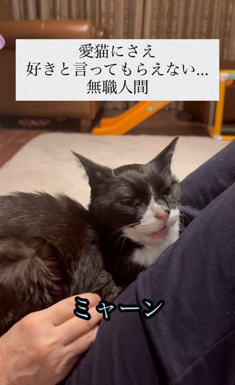 人の上に乗っている猫と「ミャーン」の字幕