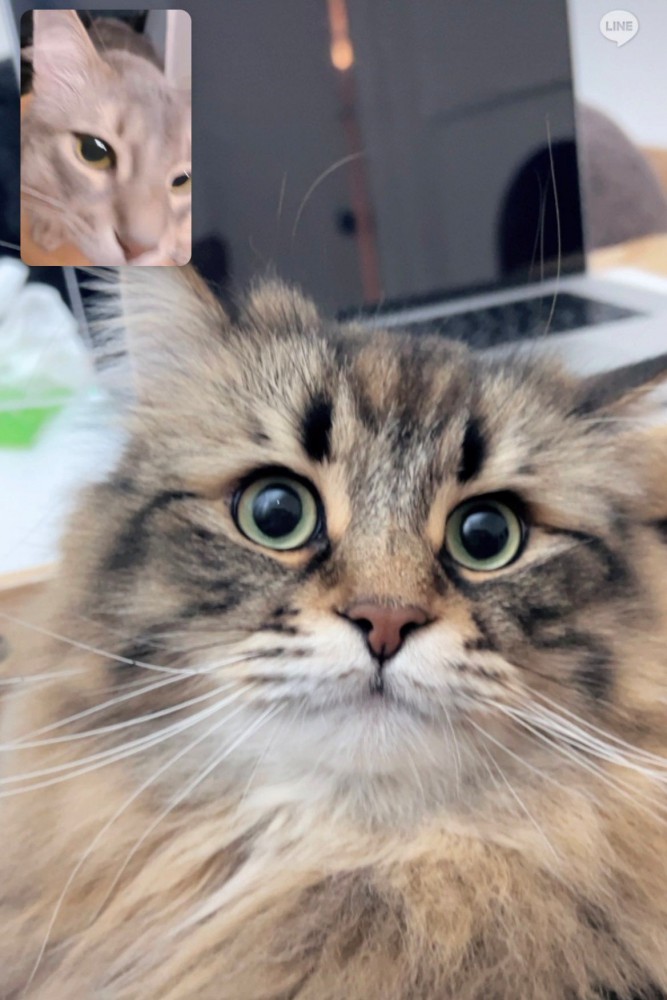 ビデオ通話に写るサイベリアンとソマリ（小窓ワイプ）